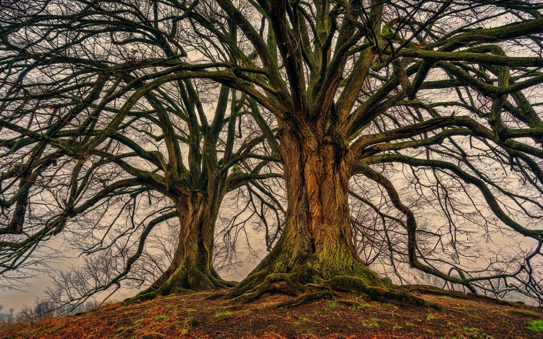 Le printemps et la réflexologie plantaire