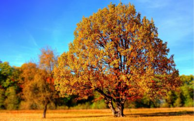 L’automne et la réflexologie plantaire